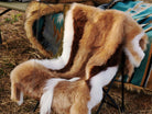 A chair covered by a high-end Faux Impala Pelt Rug, and an Aztec Faux Fur Blanket in the background.