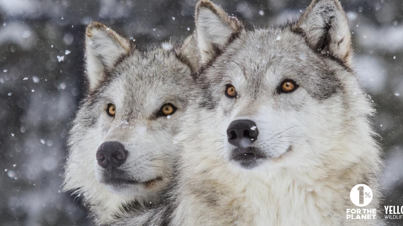 Two wild grey wolves standing in the snow. Wild animals from non-profit organizations that Anifurry collaborates with.